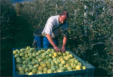 Die Apfelernte ist von 1.237.360 Zentnern im Jahr 1951 bis auf 10.636.780 Zentner im Jahr 2016 angestiegen (FOTO: LPA)