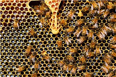 Bienen haben gern ein natürliches Umfeld: für Bio-Imker gibt es jetzt Landeszuschüsse. Foto: LPA/Pexels
