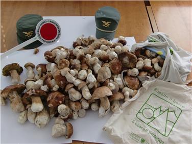 Im Zuge ihrer Kontrollen hat die Forststation Bozen am Wochenende im Kohlerer Gebiet zehn Kilogramm Pilze eingezogen, die eine Person allein gesammelt hatte. Foto: LPA/Forstation Bozen