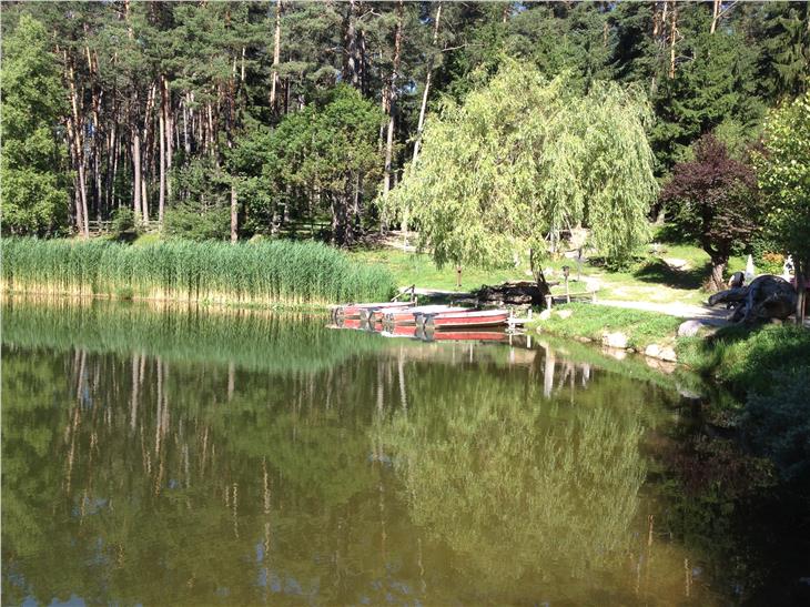 Der Völser Weiher zeigte zuletzt eine grün-braune Färbung. Kommende Woche startet die Abfischung der Graskarpfen mit einem Zugnetz. (Foto: LPA/Umweltagentur)