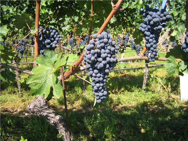 Das Land Südtirol unterstützt Weinbauern in Corona-Zeiten beim Ausbau ihrer Lagerungskapazitäten mit Investitionsbeihilfen. (Foto: LPA/Andreas Kraus)