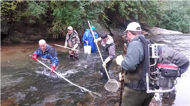 15 Teilnehmer aus ganz Südtirol - im Bild bei der Elektroabfischung im Eggentaler Bach - haben den Bewirtschaftungskurs von Fischgewässern abgeschlossen. Foto: LPA/Landesamt für Jagd und Fischerei