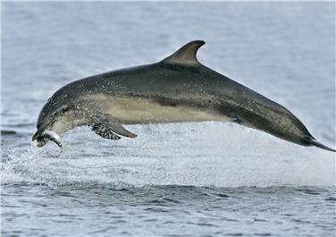 Delphin (FOTO: Charlie Phillips)