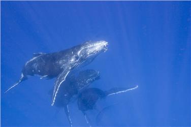 Buckelwale unter Wasser (FOTO: Fiona Blinco)