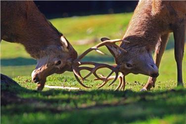 Grünes Licht zum Schutz- und Managementplan für Rothirsche im Nationalpark Stilfserjoch hat gestern die Landesregierung gegeben - Foto: LPA/Landesabteilung Museen/Vincenzo Mantegani
