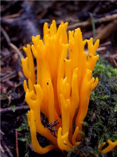 Calocera viscosa (FOTO: Claudio Rossi)