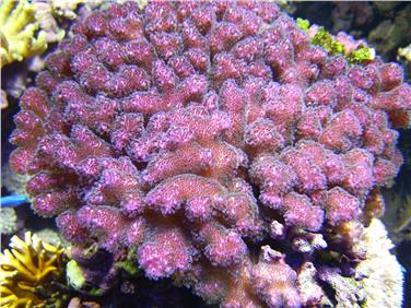 Um die faszinierende Welt der Korallen geht es in einem Workshop des Naturmuseums am 8. November - Foto: LPA/Abteilung Museen