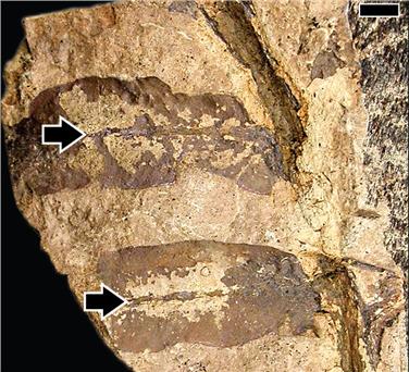 Abgefressenes Samenfarn vom Piz da Peres