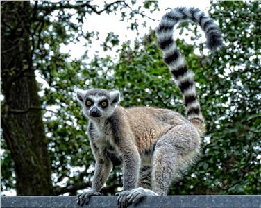Lemur (FOTO: Landesmuseen)