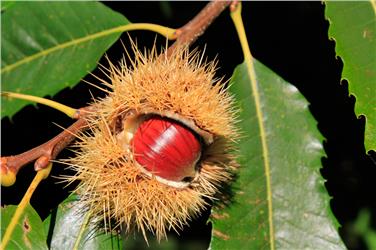 Eine typische Törggele-Einkehr ist der Ort des Monats der Euregio - Foto: LPA/Armin Gluderer