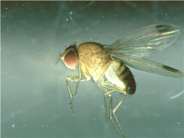 Die aus dem asiatischen Raum eingeschleppte Kirschessigfliege (Drosophila suzukii) hat seit ihrem erstmaligen massiven Auftreten in Südtirol im Jahr 2011 große Schäden in fast allen Obstkulturen angerichtet. Foto: Versuchszentrum Laimburg