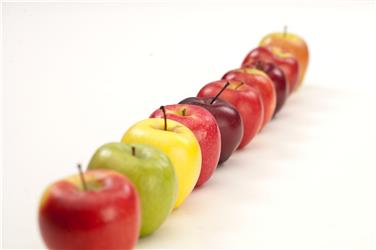 In einer vom Versuchszentrum Laimburg aufgebauten Sortenausstellung konnten über 70 Muster von Apfelmutanten und neue Apfel- und Birnensorten besichtigt werden. Foto: LPA/Versuchszentrum Laimburg