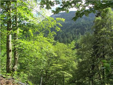 Neuerungen im Wald- und Almbereich werden bei den Forsttagsatzungen im Bereich des Forstinspektorats Bruneck zwischen dem 4. und 27. Jänner vorgestellt. Foto: LPA/Amt für Forstverwaltung/Paul Zipperle