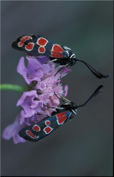 Die Schmetterlingsgruppe der Widderchen weist eine schier endlose Formenvielfalt auf