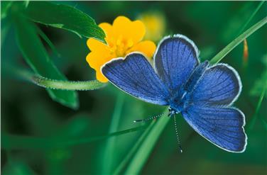 Bläuling (FOTO: Hugo Wassermann)