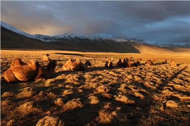 Vortrag über die Mongolei im Naturmuseum