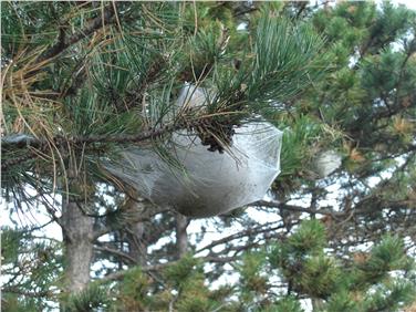 In den derzeit gut sichtbaren weißen Gespinsten leben und überwintern die Raupen dieses Falters in großen Gruppen und begeben sich m Frühjahr in Form von Prozessionen in den Boden zum Verpuppen. Foto: LPA/Forstinspektorat Schlanders