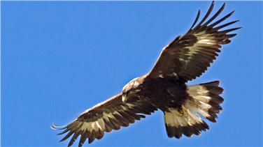 Steinadler: Wappentier der Alpen
