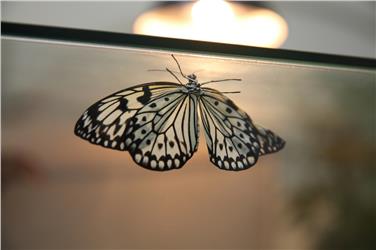 Die Ausstellung „bye bye butterfly - Heimische Schmetterlinge, tropische Gäste“ ist derzeit im Naturmuseum zu Gast