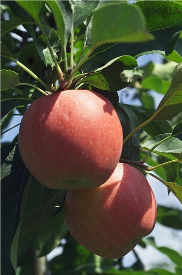 Eines der beiden Forschungsprojekte, die von der Euregio gefördert werden, zielt auf die Untersuchung der gesundheitsfördernden Wirkung des Apfels ab - Foto: LPA
