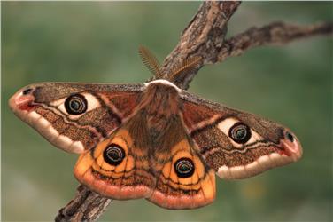Kleines Nachtpfauenauge (FOTO: Peter Buchner)