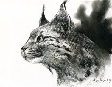 Tiere, wie diesen Luchs naturnah zeichnen lernen, können Interessierte im Naturmuseum (FOTO: Osvaldo Negra)