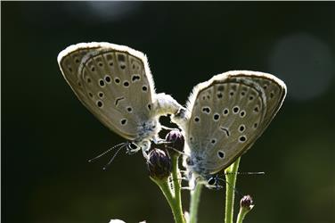 Vortrag zur Schmetterlingsforschung im Naturmuseum (FOTO: Marco Gherlenda)
