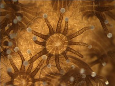 Korallen unterm Mikroskop: Workshop im Naturmuseum