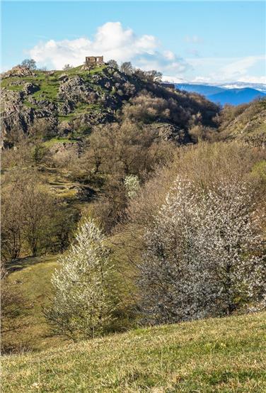 Zur Flora von Castelfeder findet im Naturmuseum ein Vortrag statt