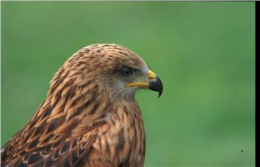 Welcher Vogel ist das? Der Aufbaukurs zur Vogelkunde im Naturmuseum in Bozen gibt Antwort