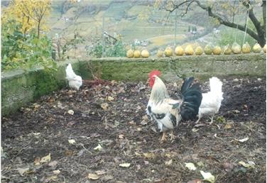 Drei Tage noch: Ab Montag darf das Geflügel wieder ins Freie; die Stallpflicht wird nach knapp zweieinhalb Monaten wieder aufgehoben. Foto: LPA/Amt für Viehzucht
