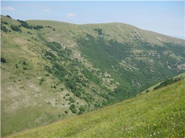 Wie Pflanzen sich an Umweltveränderungen anpassen können, erfahren Interessierte bei einem Vortrag im Naturmuseum