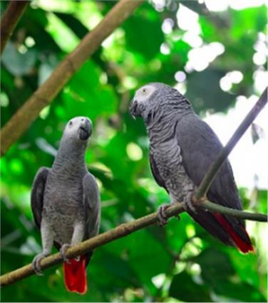 Graupapageien stammen aus Afrika und werden auch in Europa häufig in Zoos und Privathaltung gehalten und gezüchtet; für sie gilt nun die höchste Schutzstufe. Foto: LPA/Amt für Jagd und Fischerei