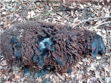 Dieses Schaf am Nonsberg wurde von einem Hund gerissen, wie nun aus einer DNA-Probe hervorgeht. Foto: LPA/Amt für Jagd und Fischerei