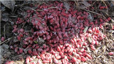 Unsachgemäßer Einsatz von Giftködern - im Bild mit Gift gegen Ratten und Mäuse gemischtes Getreide, das ohne Behälter ausgestreut wurde - ist zu vermeiden und wird  strafrechtlich geahndet. Foto: LPA/Amt für Forstverwaltu