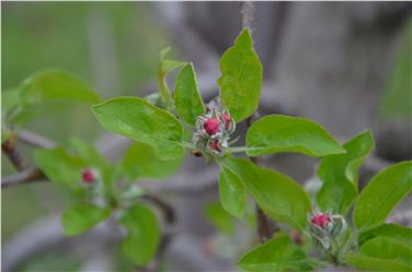 Rotknospenstadium: Blütenstiele strecken sich, Kelchblätter sind leicht geöffnet; Blütenblätter gerade erkennbar – Beginn Ballonstadium. Foto: © Versuchszentrum Laimburg