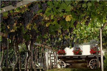 Das Weinmuseum ist ab 1. April wieder für Besucher geöffnet (FOTO: Hermann Maria Gasser)