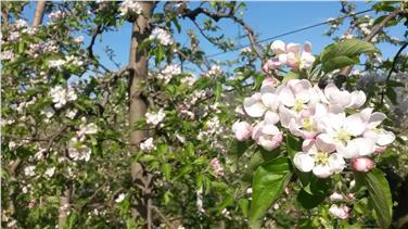 Auch die Apfelblüte - die Aufnahme stammt aus dem Unterland - ist heuer rund zwei Wochen früher als im langjährigen Durchschnitt eingetreten. Foto: LPA/Landeswetterdienst