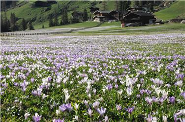 Die Wiesen vor dem Oberhof in St. Gertraud künden den Frühling an. Auch Teile des Ultentals gehören nämlich zum Nationalpark Stilfserjoch. Foto: Parkverwaltung/Ronald Oberhofer