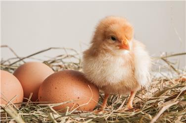 Rund ums Ei geht es bei einem Workshop im Naturmuseum (FOTO: Timo Klostermeier Pixelio.de)