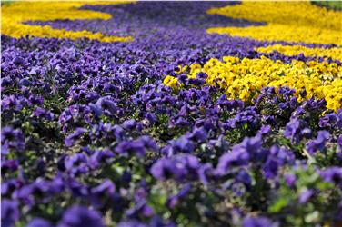 Ein Ostergruß aus den Gärten von Schloss Trauttmansdorff. Foto: LPA/Gärten von Schloss Trauttmannsdroff