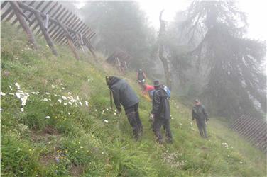 Am Donnerstag, dem 11. Jänner 2018, beginnt die Runde der traditionellen Forsttagsatzungen im Bezirk Schlanders; das Archivbild zeigt eine Schutzwald-Aufforstung. Foto: LPA/Forstinspektorat Schlanders