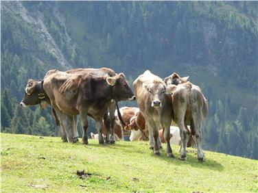 Dank des Einsatzes von Agrarlandesrat Schuler und seines Trentiner Amtskollegen Dallapiccola gibt es bei der Regelung der Zuchtarbeit in Südtirol und im Trentino keine Änderung. Foto: LPA/Amt für Viehzucht