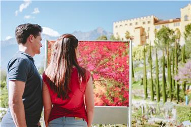 Fotomotive gibt es im botanischen Garten von Meran genug: Bunte Blühhöhepunkte, viele Themengärten und Aussichtspunkte sind in den Gärten von Schloss Trauttmansdorff zu sehen. Foto: LPA/Gärten von Schloss Trauttmansdorff