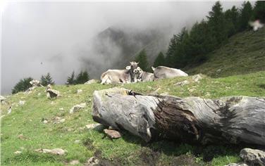 Auch in diesem Jahr organisiert das Land einen Ausbildungskurs für Almpersonal - Foto: LPA