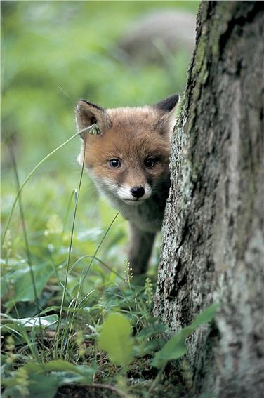 Um den Rotfuchs dreht sich die Sonderausstellung im Naturparkhaus Trudner Horn, die noch bis 31. Oktober besucht werden kann. (Foto: LPA/Naturparke)