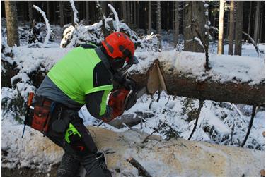 La Giunta ha approvato i criteri per l'assegnazione di contributi per la rimozione dai boschi degli alberi abbattuti dal vento il 29 ottobre 2018. Foto: USP/Ripartizione Foreste