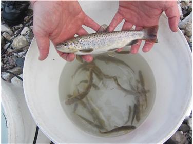 Alcuni esemplari di trote catturate durante il campionamento Foto: USP - Ufficio caccia e pesca