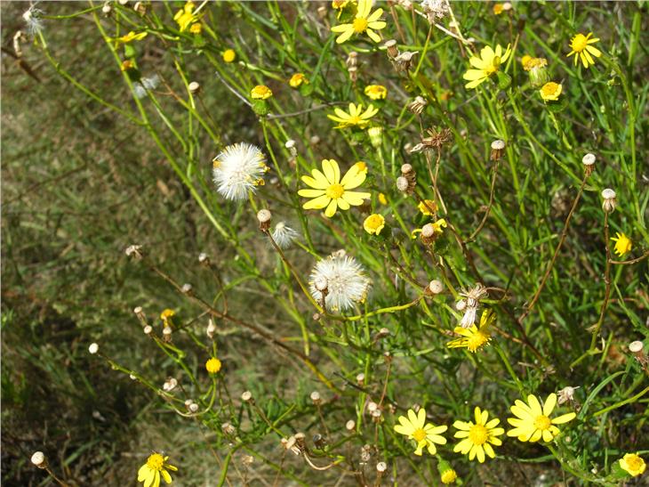 Il senecione sudafricano è dannoso per le api e gli animali al pascolo (Foto USP/Ripartizione foreste)