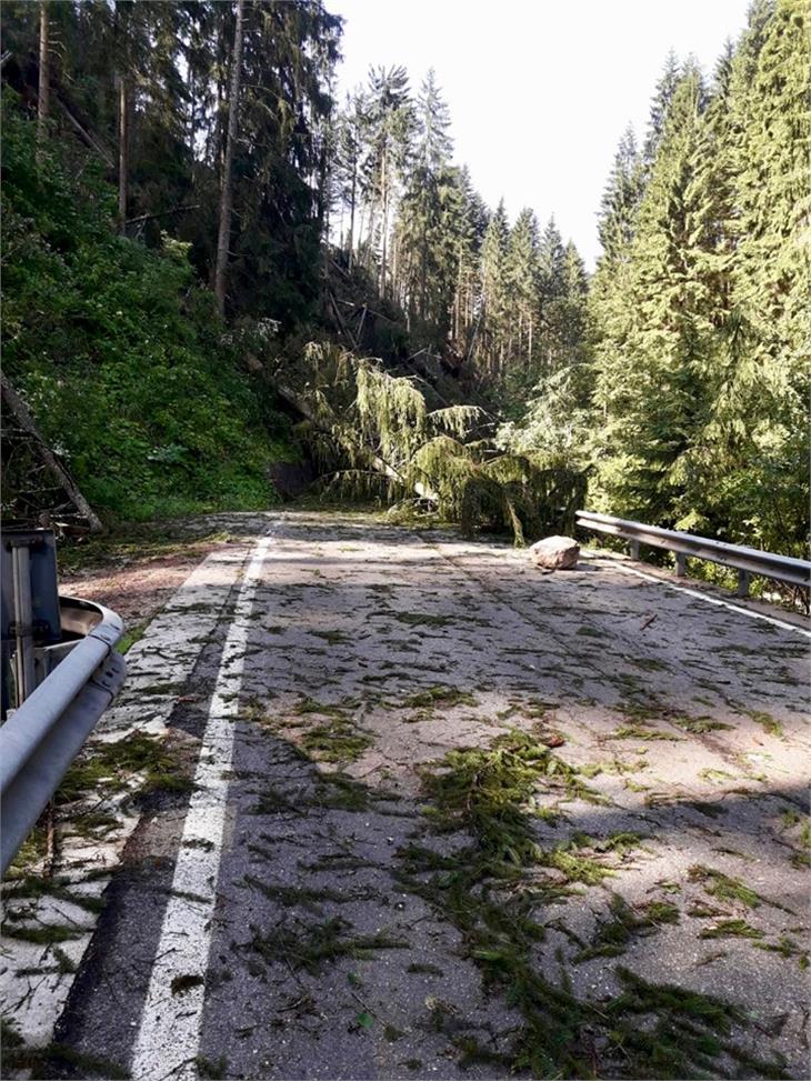 Alberi sulla strada per Passo Lavazè. Il maltempo ha colpito ancora. Foto Servizio Strade